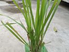 Lemon Grass /thai Pata