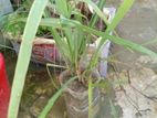 Lemon Grass Tree( Soup tree)