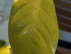 Lemon Lime Philodendron