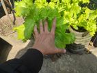 লেটুস পাতা গাছ, খাবারের জন্য রেডি সহ | lettuce plant