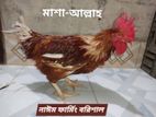 লেয়ার ব্রিডার মোরগ (০২) পিচ সেল হবে