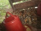 লেয়ার এবং ফাওমি মুরগির বাচ্চা