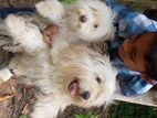 Lhasa Apso 2 Puppies