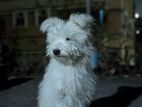 Lhasa Apso female