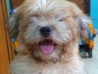 Lhasa Apso dog