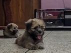 Lhasa Apso