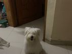 Lhasa apso for sell