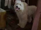Lhasa Apso Male