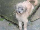 Lhasa Apso (male)