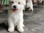 Lhasa apso puppy