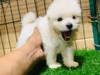 Lhasa Apso puppy