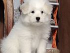 Lhasa Dog Baby