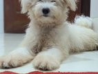 Lhasa Dog