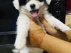 Lhasa Dog for sell