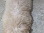 Dog for sale