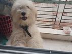 Lhasa Dog for sell