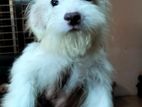 Lhasa Puppy