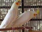 lhutino red eye cockatiel pakhi.. love bird.. albino tem pakhi sell