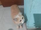 লিও বিড়াল