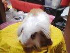 Lion Lop Male