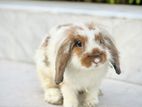 Lion lop male rabbit * HIGH quality