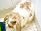 Lion lop male rabbit * HIGH quality