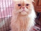 Lion Shape Punch face Breeding Pure Persian