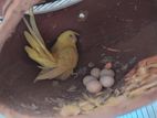 Litino Red Eye Bujrigar with 5 Egg