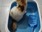 Litter Box