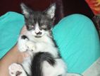 Little Persian And Mixed Cat