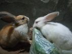 Little Rabbit
