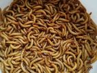 live food Mealworm and Superworm