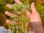 Live Plant