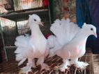 লক্কা কবুতর জোড়া সেল হবে