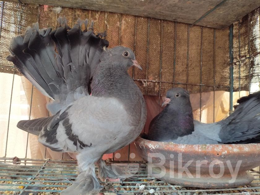 লক্ষা কবুতর , Blue Bar Lokkha ,fantail Pigeon for Sale in Banasree | Bikroy