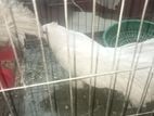 লক্ষা কবুতর
