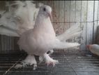 লক্ষা কবুতর রানিং