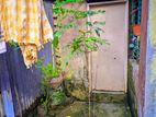 লংগান গাছ
