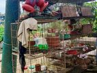 লোহার ট্রাঙ্ক এবং কবুতরের খাচা