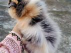 Cat for sale