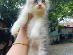 Cat For Sale