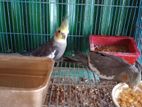 Bird for sell