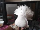 Lokkha Kobutor,pigeon