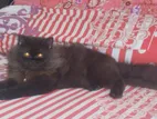 Long Coat Black Male persian Cat