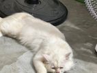 Long coat parsian cat