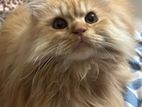 Long Coat Persian Adult Male Cat
