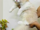 long coat Persian imported cat