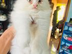 Long Coat Persian Kitten