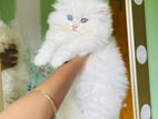 Long Coat Persian Kitten For Sale