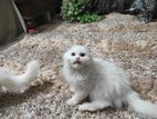 Long Coat Persian Male